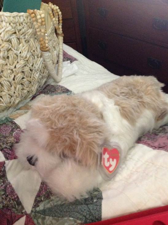 Fortune the Panda Bear