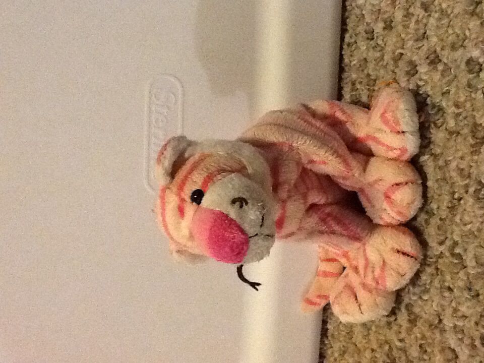 Pilgrim The Bear - Thanksgiving