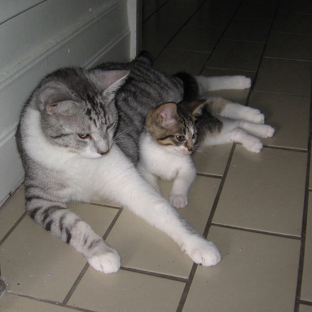 Tippy the giraffe (medium)