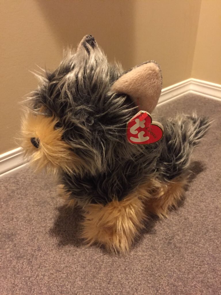 Spangle Dalmatian Dog