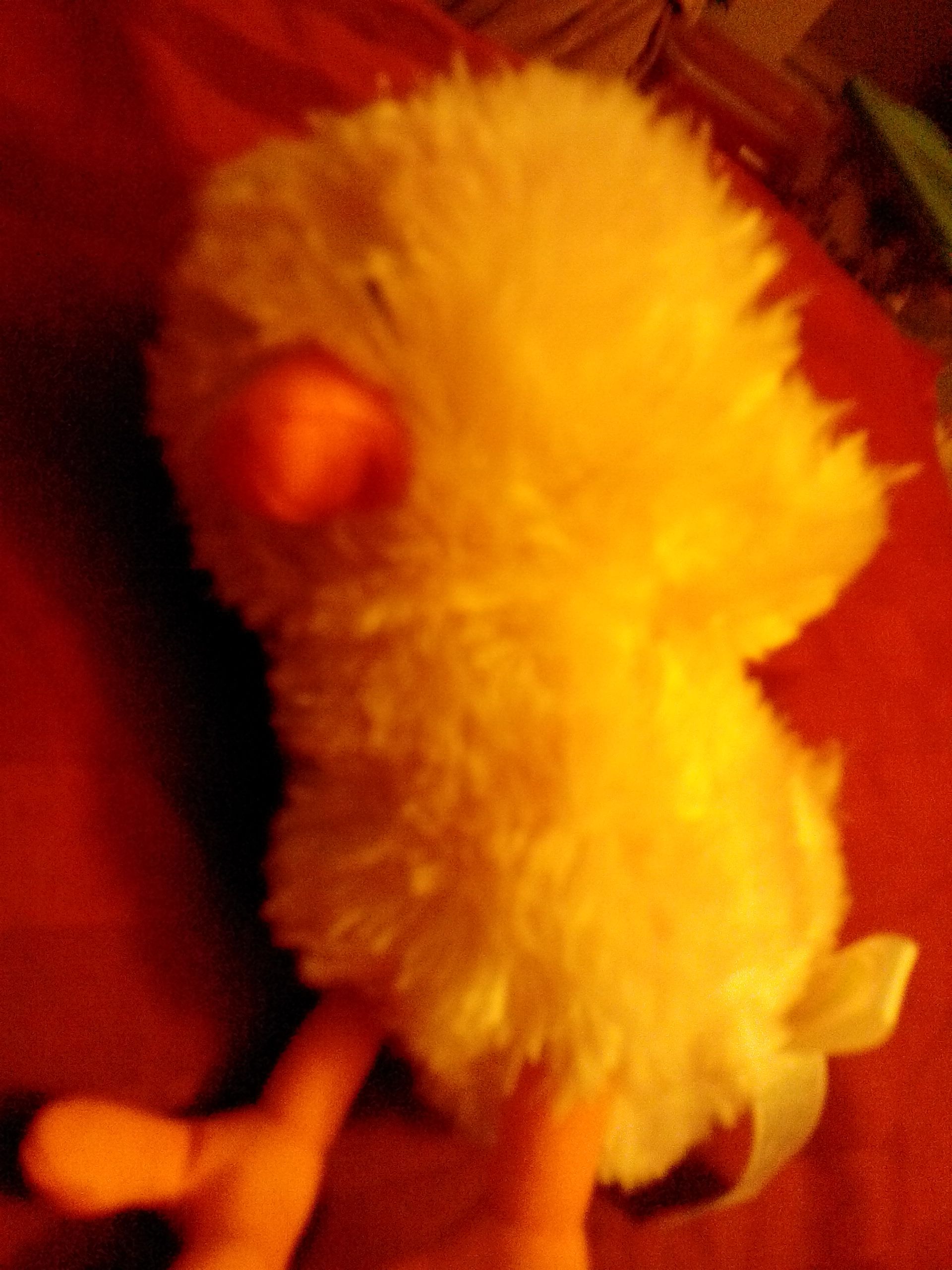 Beanie Boos - Angus The Bull