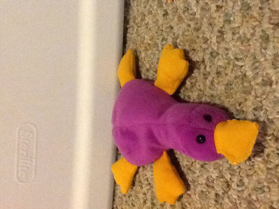 Ears The Bunny Rabbit