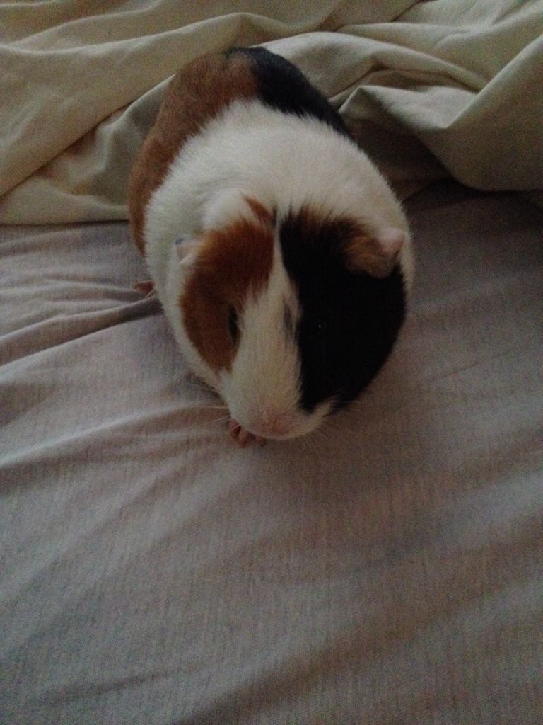 Toasty The Guinea Pig  plush collectible - Main Image 2