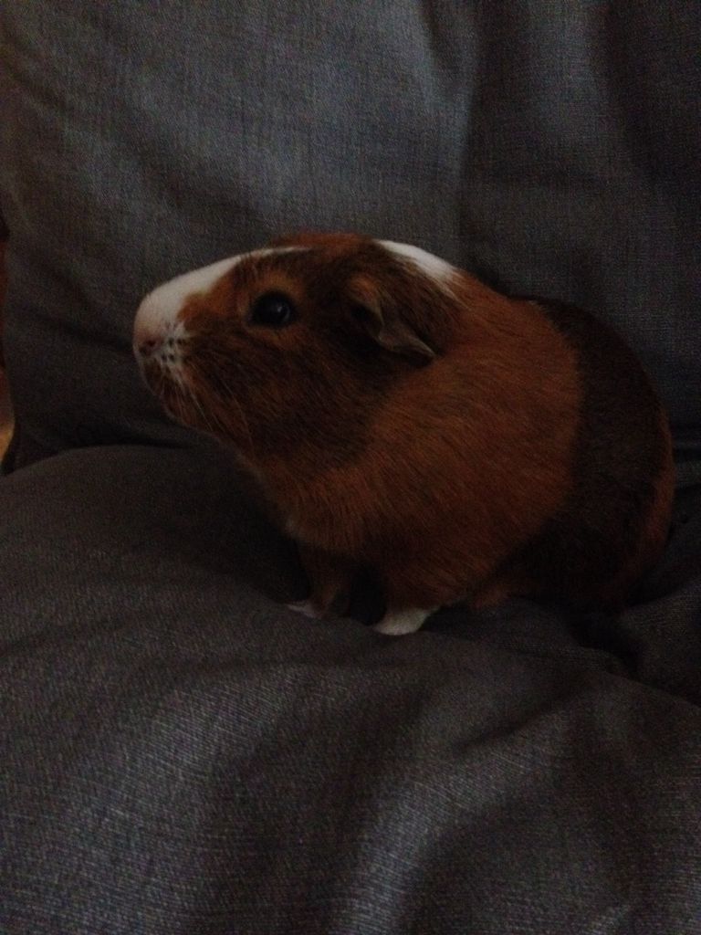 Chocky The Guinea Pig  plush collectible - Main Image 2