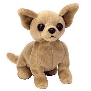 Tiny The Chihuahua 1 Available