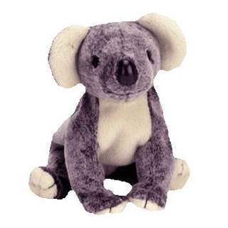 Eucalyptus The Koala Bear