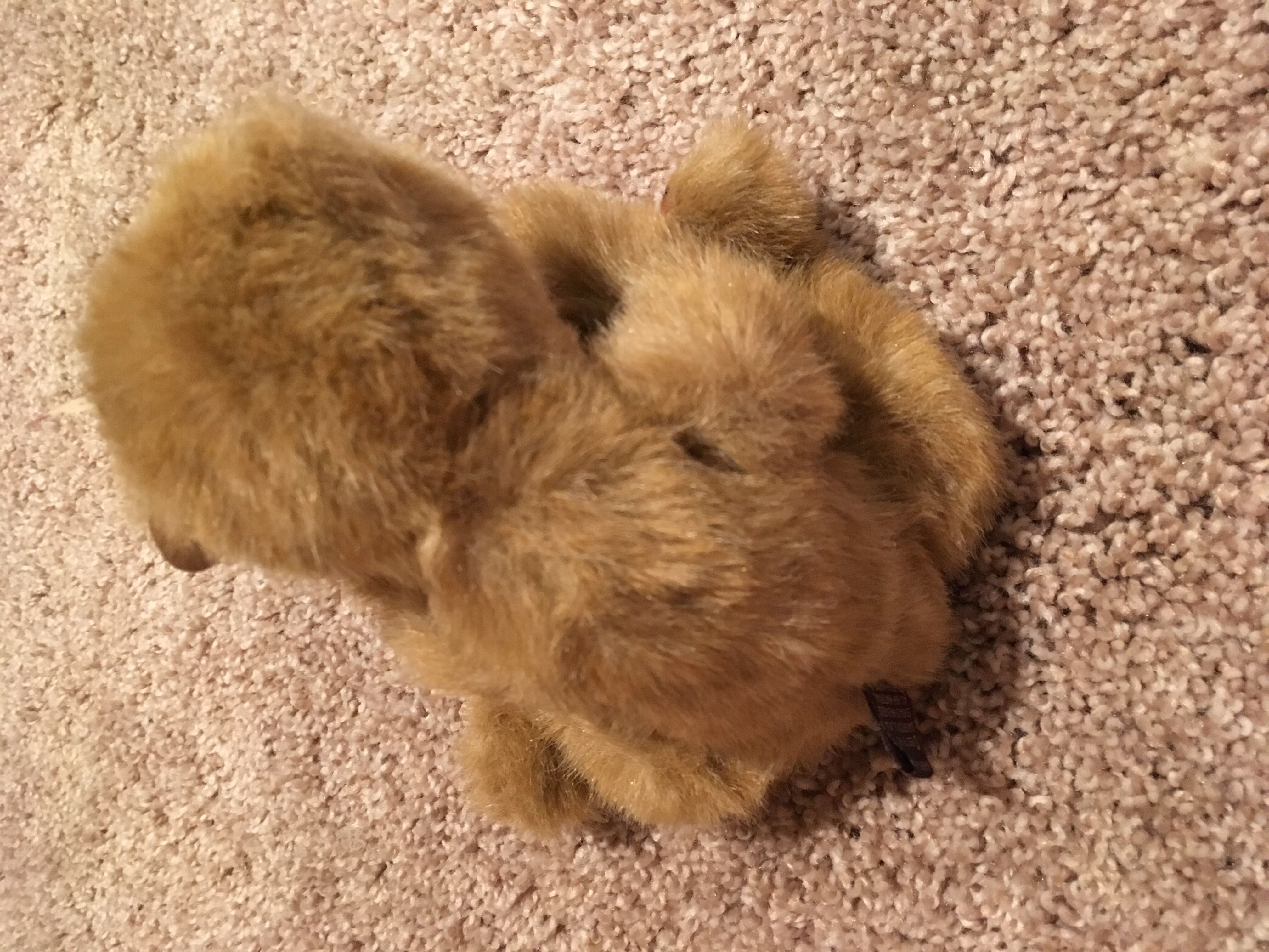 Cody Bear 🐻  plush collectible [Barcode 008421060306] - Main Image 4