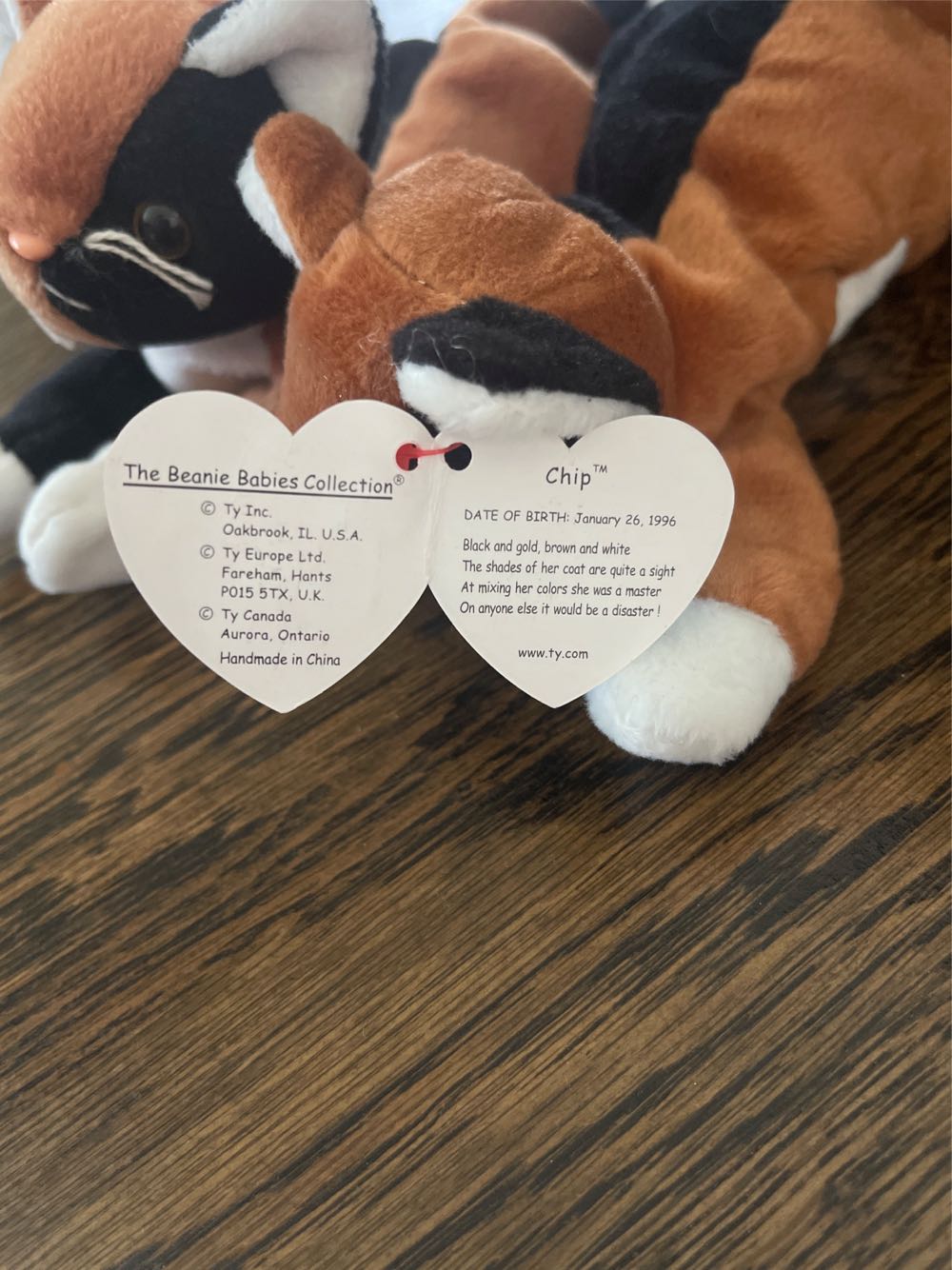 Chip The Cat  plush collectible [Barcode 008421041213] - Main Image 2