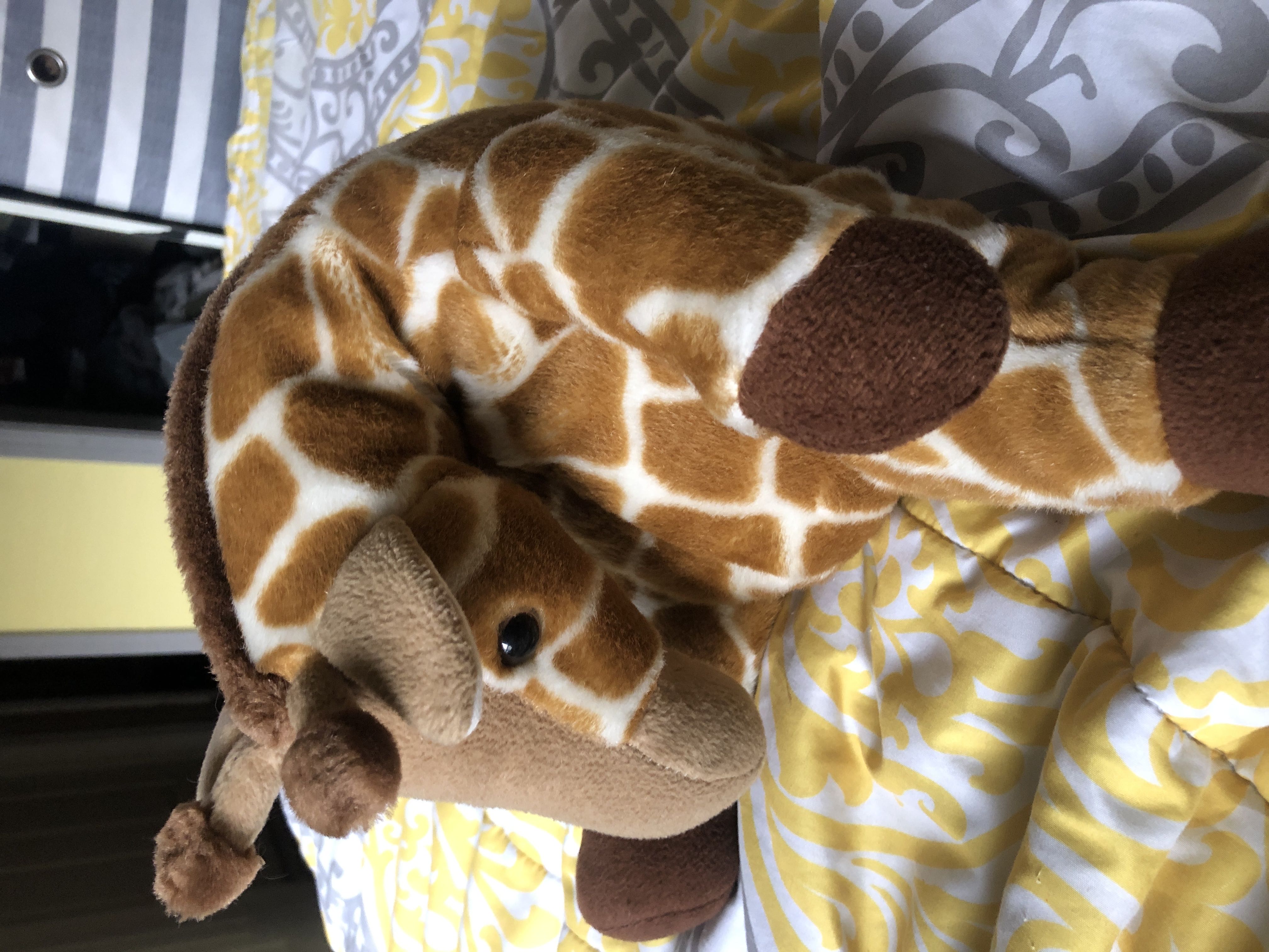 Clubby VI the bear (V3)