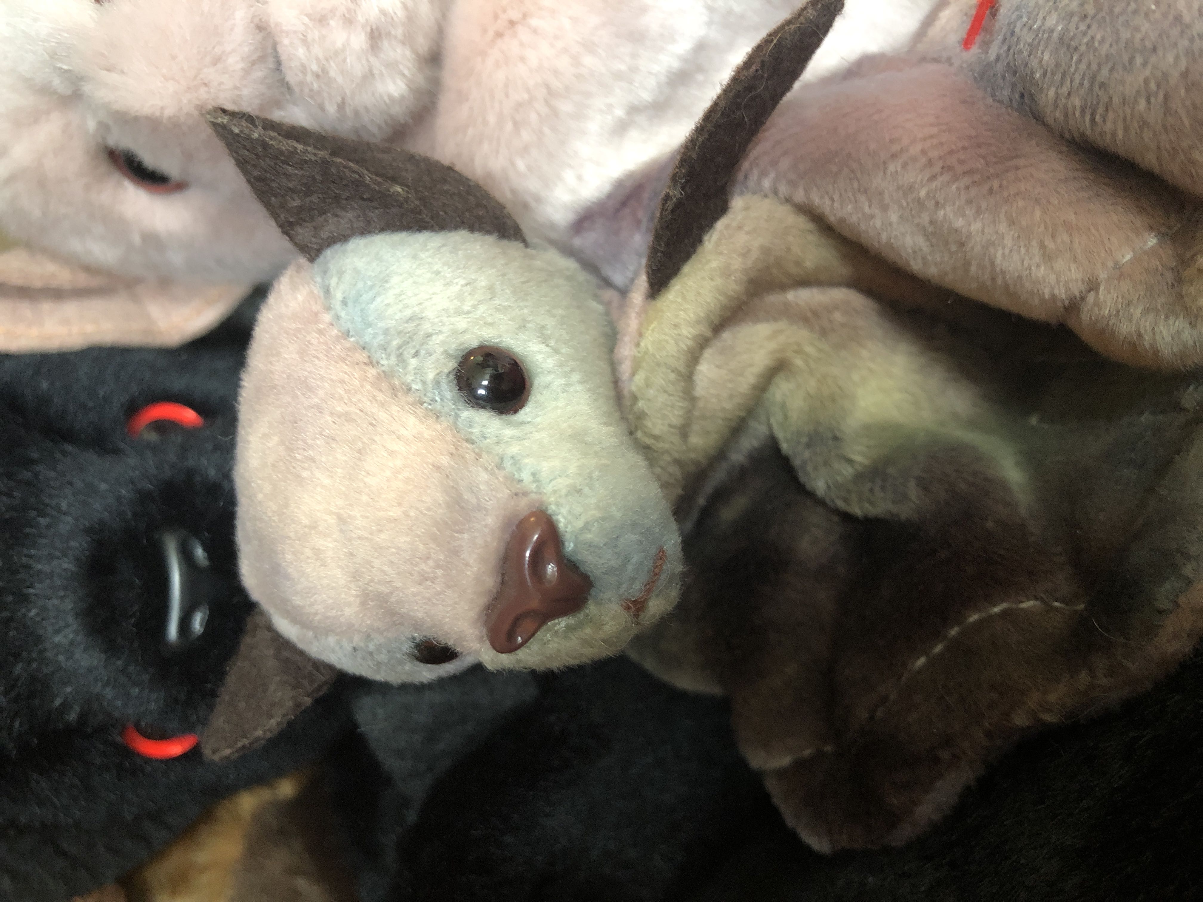 Collin Q. Bearsworth