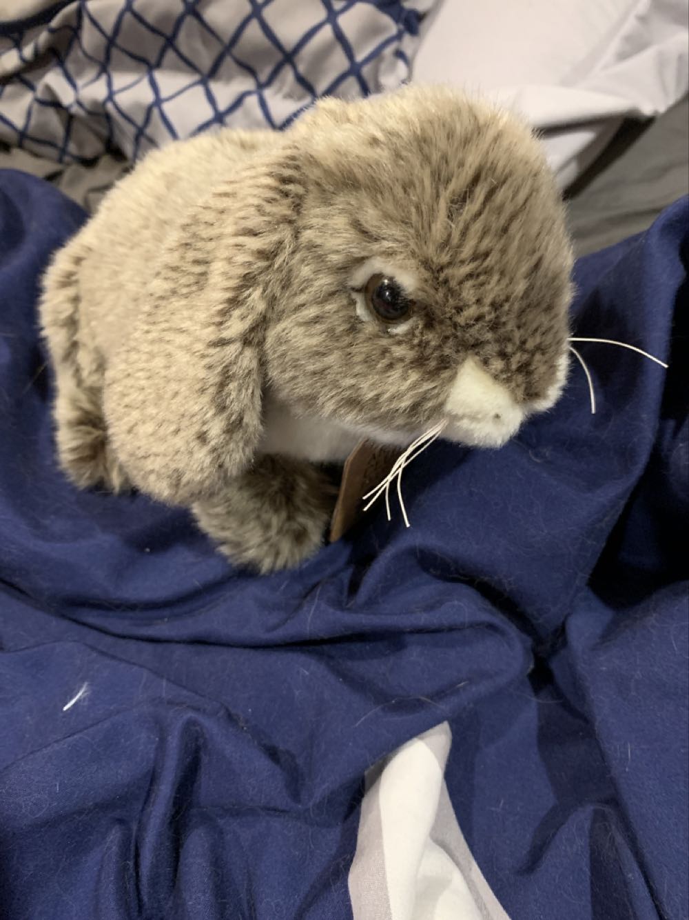 Image 16579