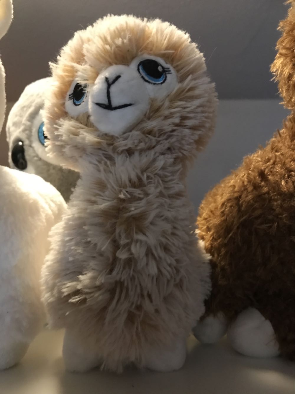 Ty Leona (medium size)