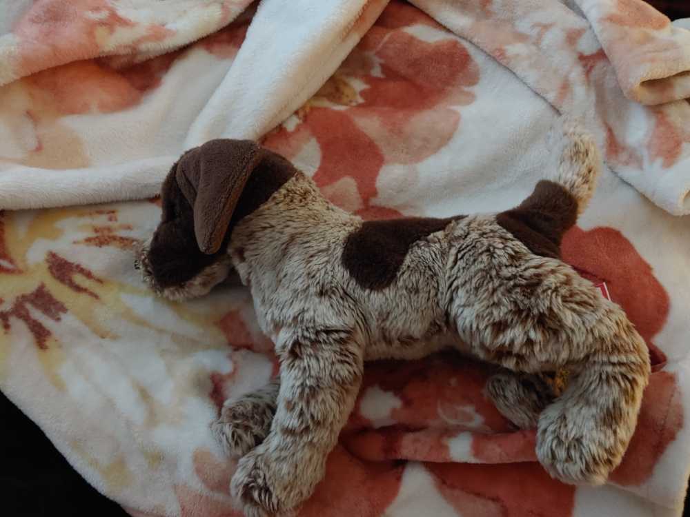 Douglas Wolfgang Pointer  plush collectible - Main Image 2