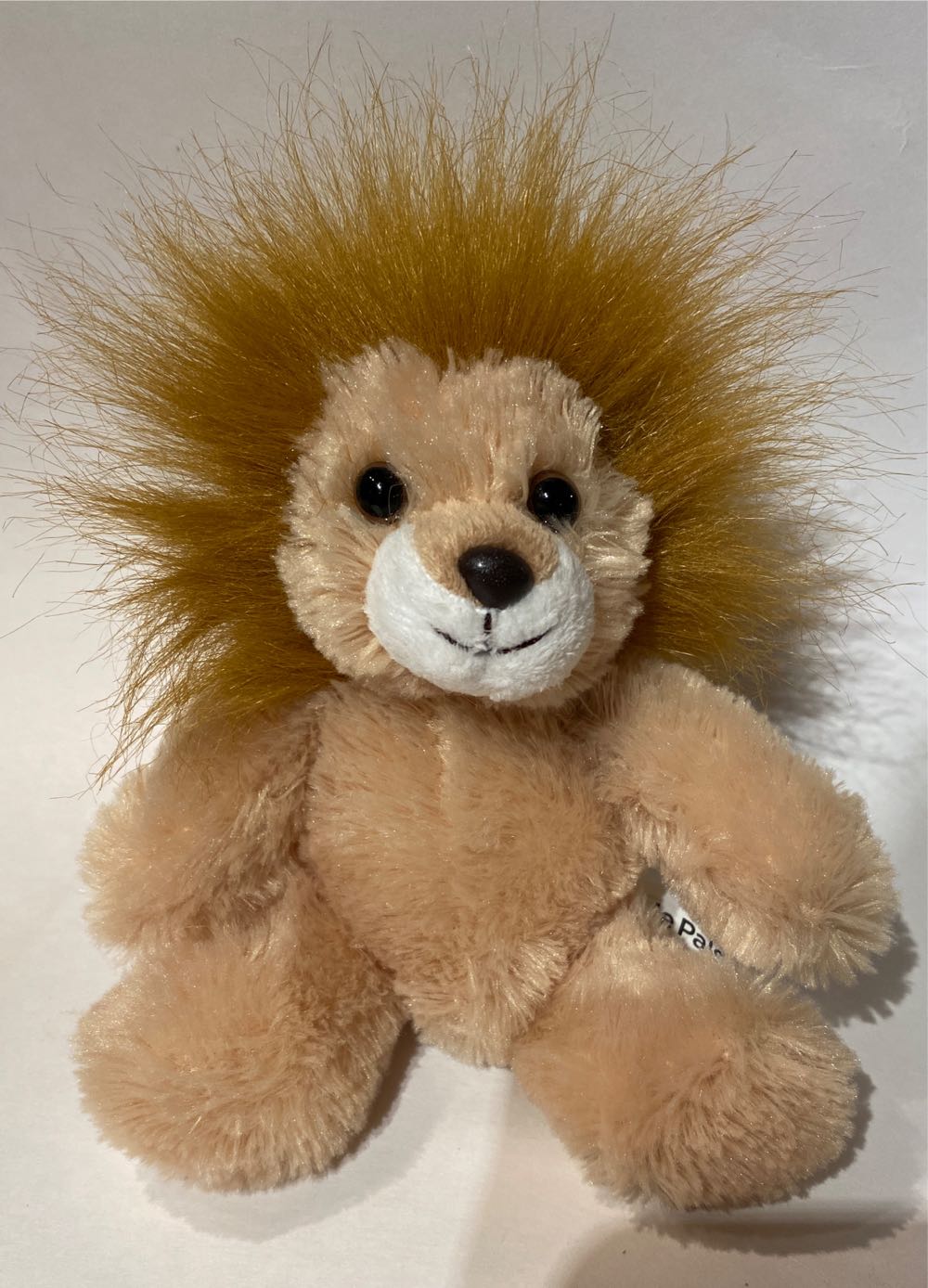 george the boston terrier