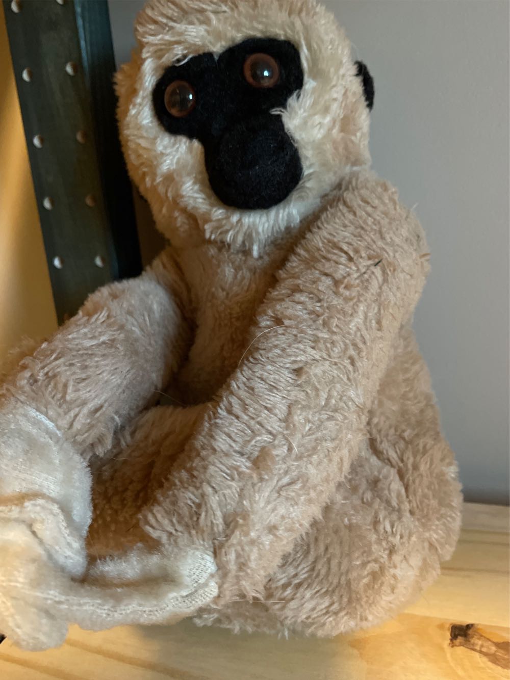 Small tan and cream floppy dog