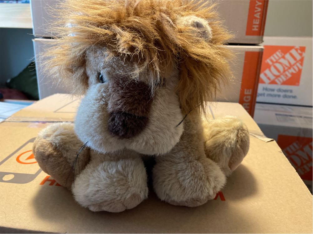 Wool rich Brown Bear