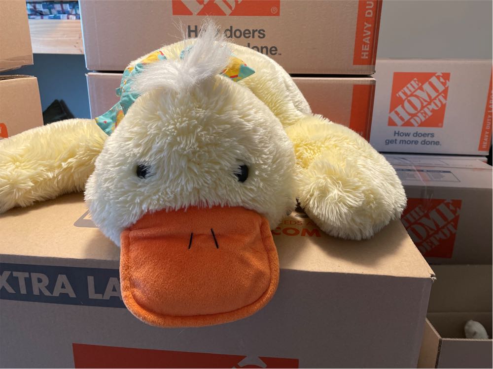 Elephant Bashful Medium Blue