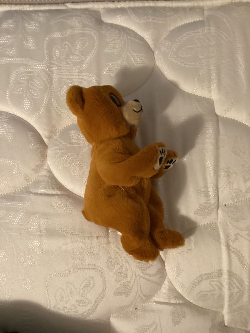 Bellie Duncan the Brown Bear  plush collectible [Barcode 008421405497] - Main Image 2