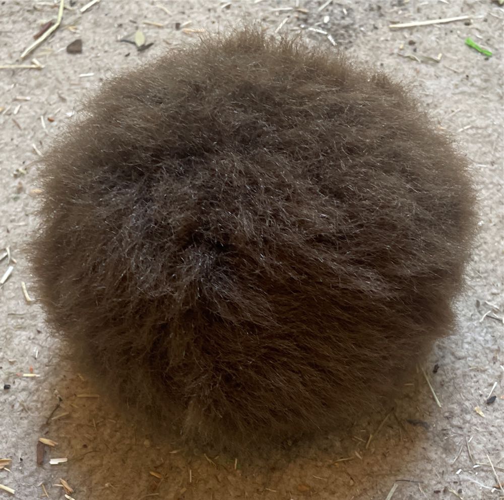 Grey Kitty Bashful Small