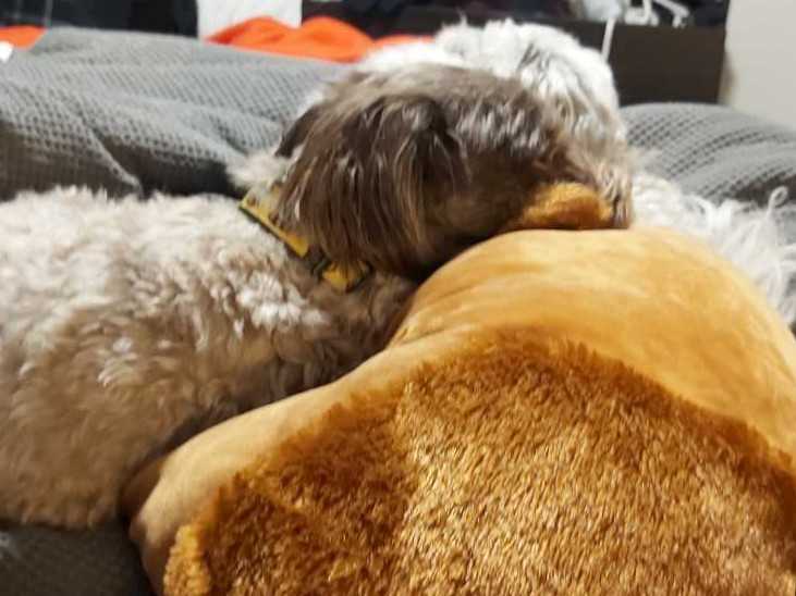 # Gi-Go Expressions Palm Pals 3