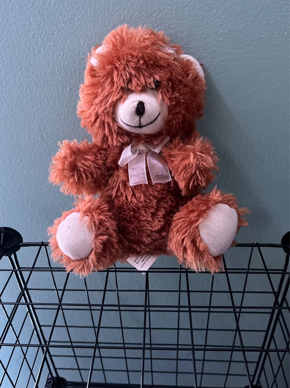 Steph the Flying Squirrel Sugar Glider