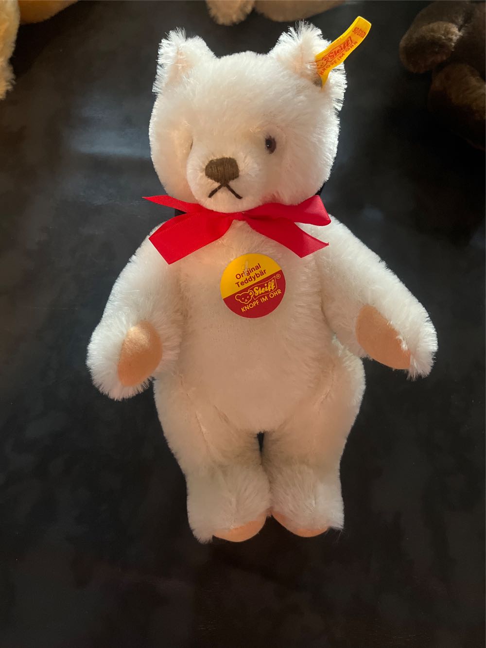 Tala The Cavalier King Spaniel Dog