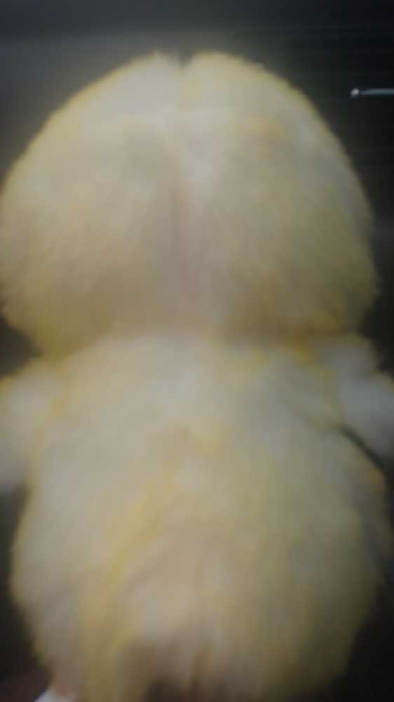 Lemon Drop (Medium)  plush collectible - Main Image 2