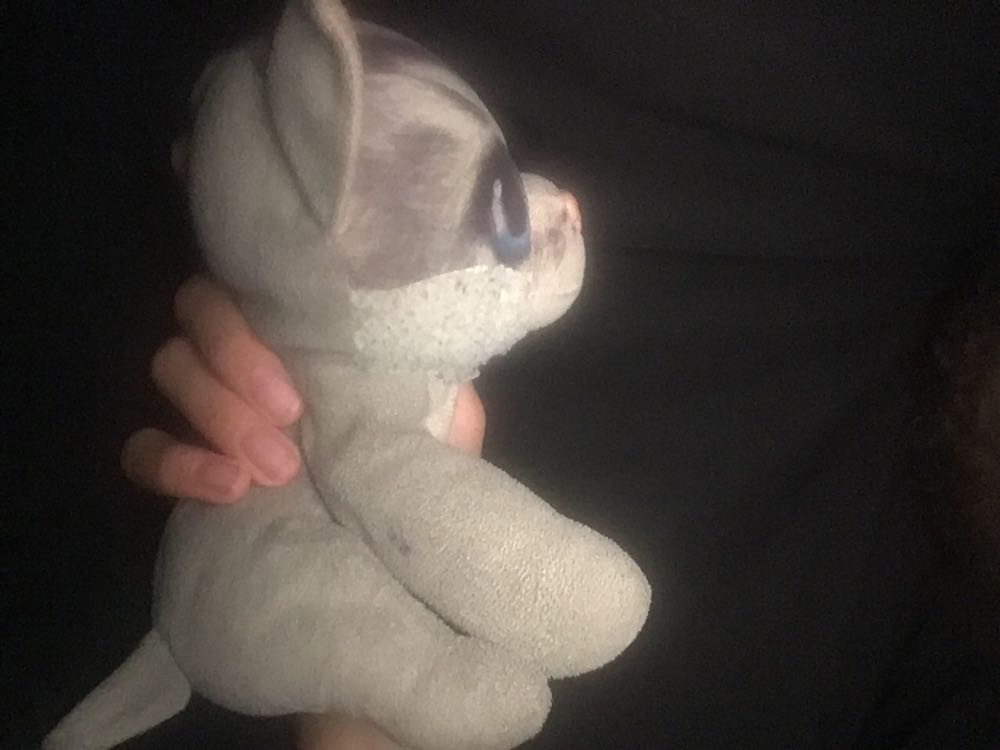 Cat  (United States) plush collectible - Main Image 4