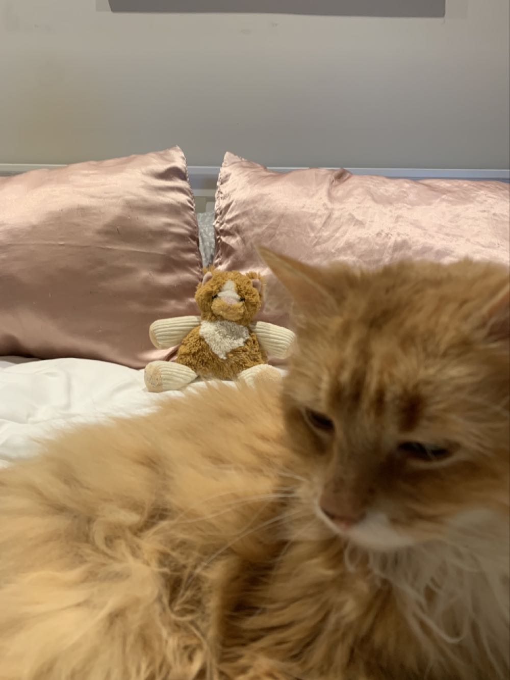 Beans (Scentsy Buddy)  (Canada) plush collectible - Main Image 2