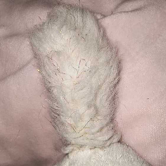 Unknown Brand - White & Pink "Princess” Cat  (United States) plush collectible - Main Image 4