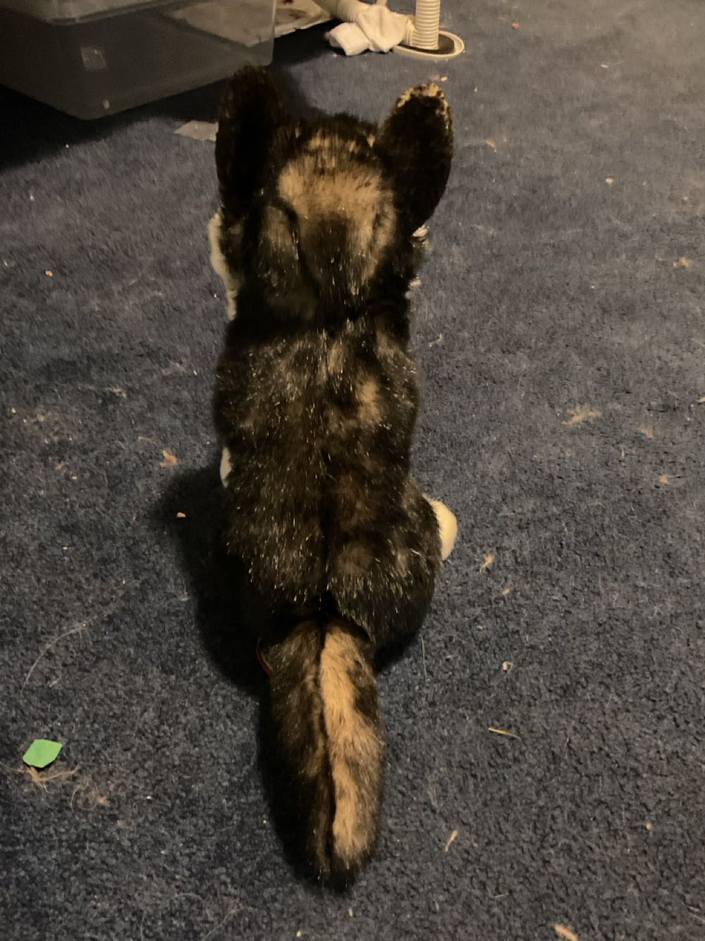 Douglas Atka Wolf  (United States) plush collectible - Main Image 2