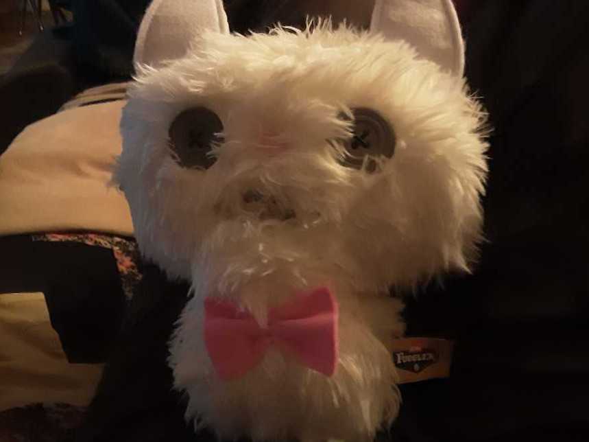 Phoenix The Fennec Fox