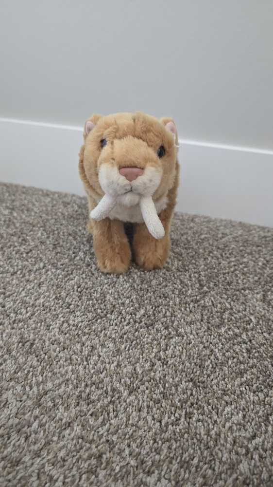 Squirtle [White Shell Border, 6”]