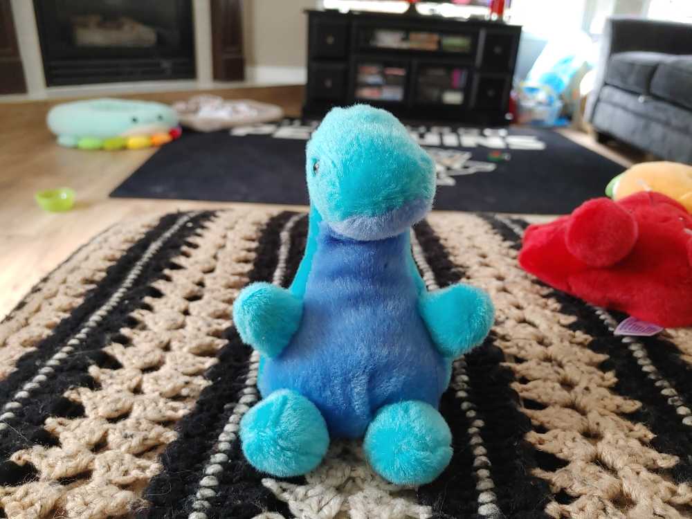 Hibernating Tortoise