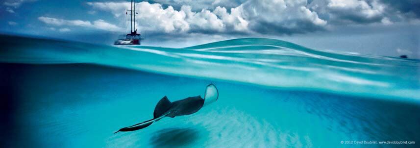 Stingray - Heye Puzzle puzzle collectible - Main Image 2