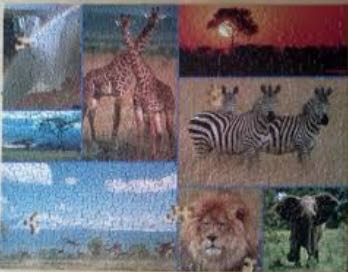 Seasonal Garden Birds 🐦