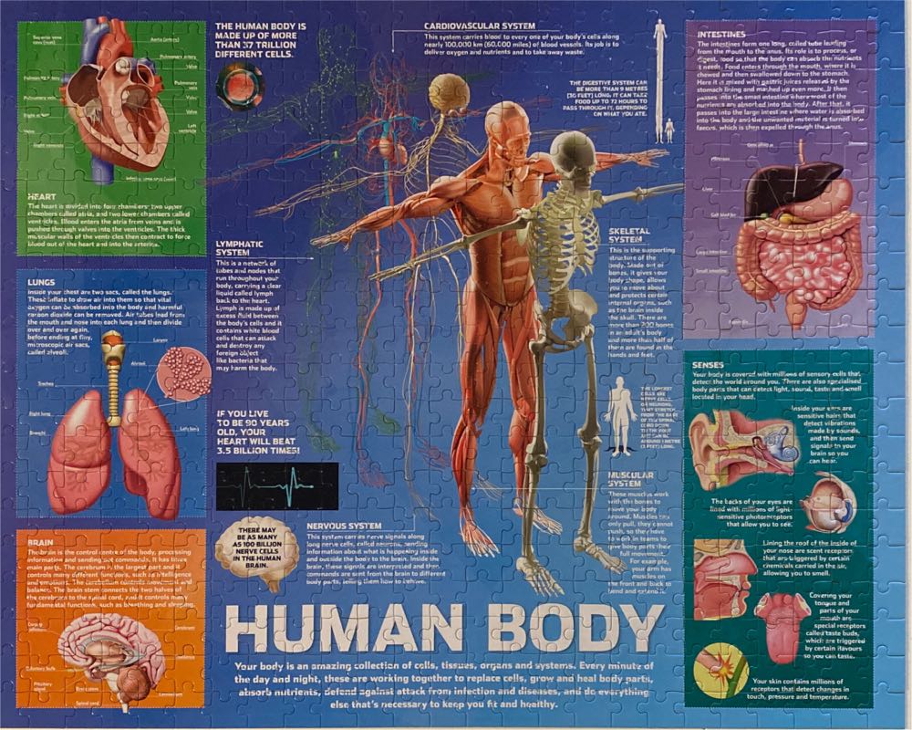Human Body - Puzzlebilities puzzle collectible [Barcode 9781488936821] - Main Image 2