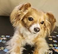 Zermatt-Matterhorn Schweiz/+