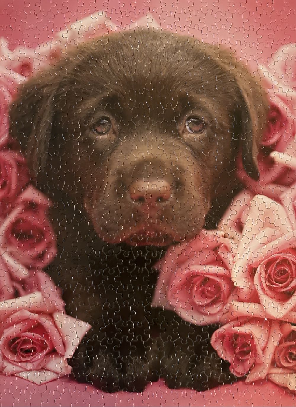 Georgie - Ceaco puzzle collectible - Main Image 2