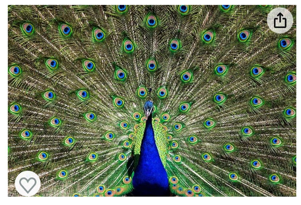 Cobble Hill Piece Puzzle Country Diary: Summer Sample Poster Included