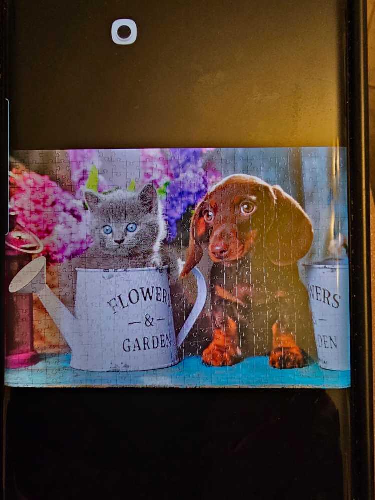 Mickey Mouse Celebration