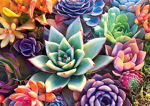 Gourmet : French Onion Soup