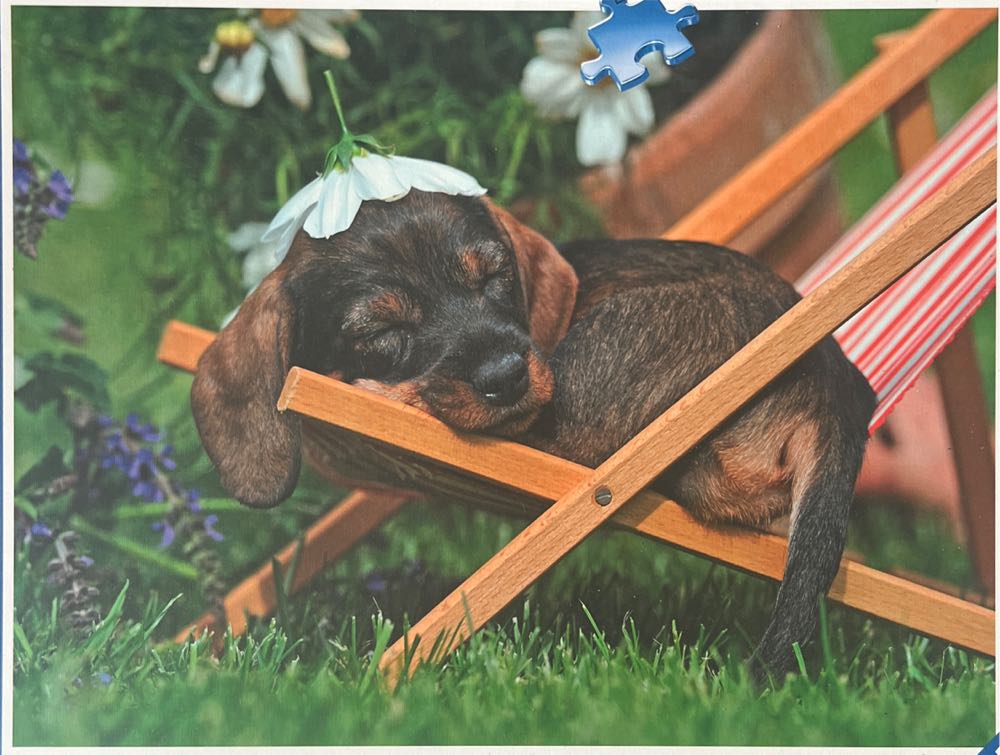 Cute Dachshund 500 Pce Ravensburger Pièces Charmant Teckel - Ravensburger puzzle collectible [Barcode 4005556147380] - Main Image 2