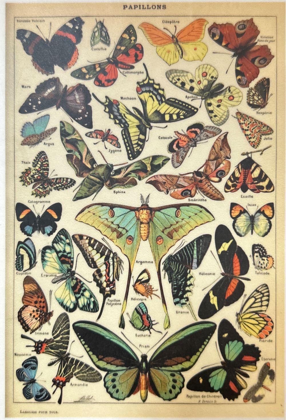Butterflies III - Lantern Press puzzle collectible [Barcode 744252472412] - Main Image 2