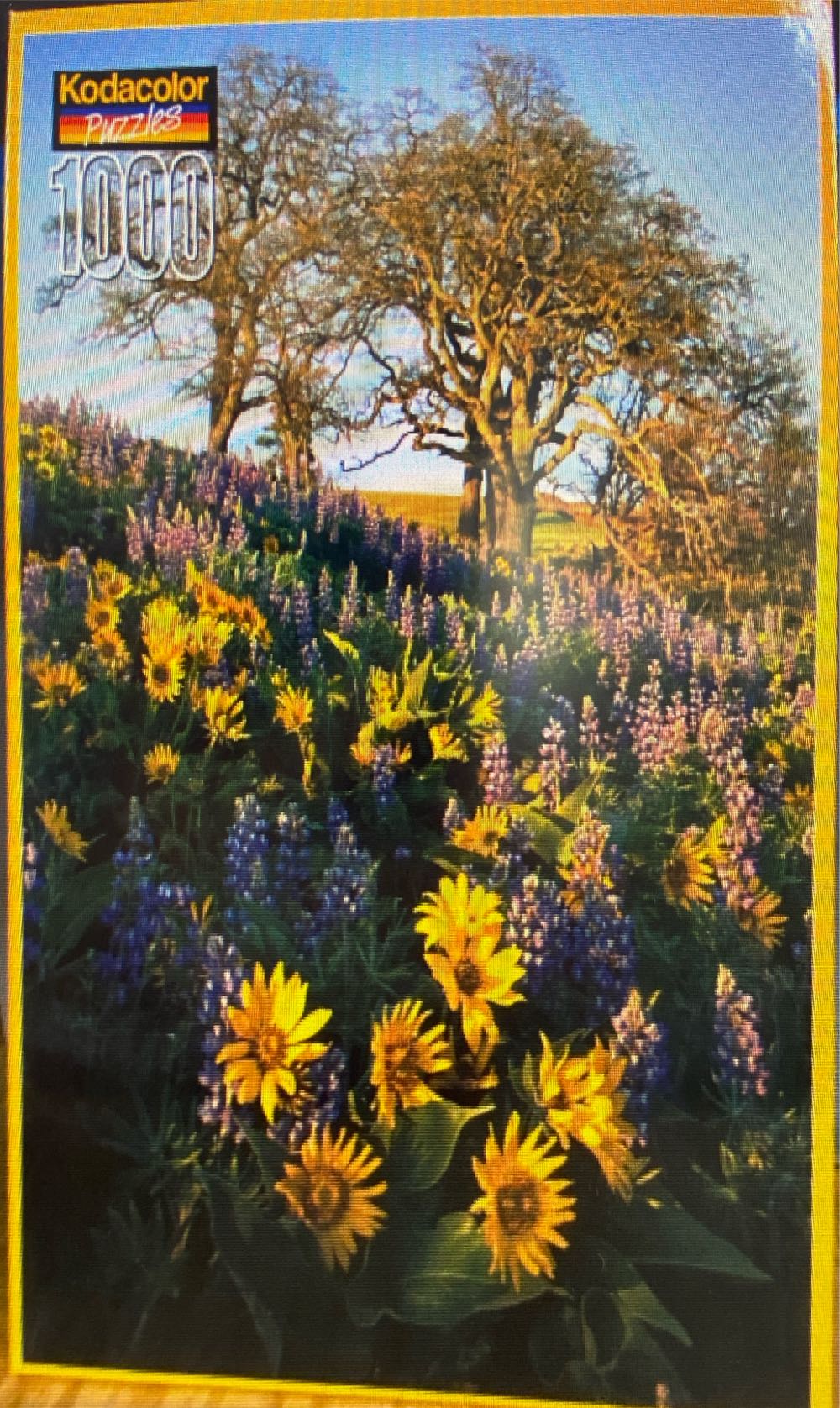 Seaside Cramped Grounds Camping Bluebird