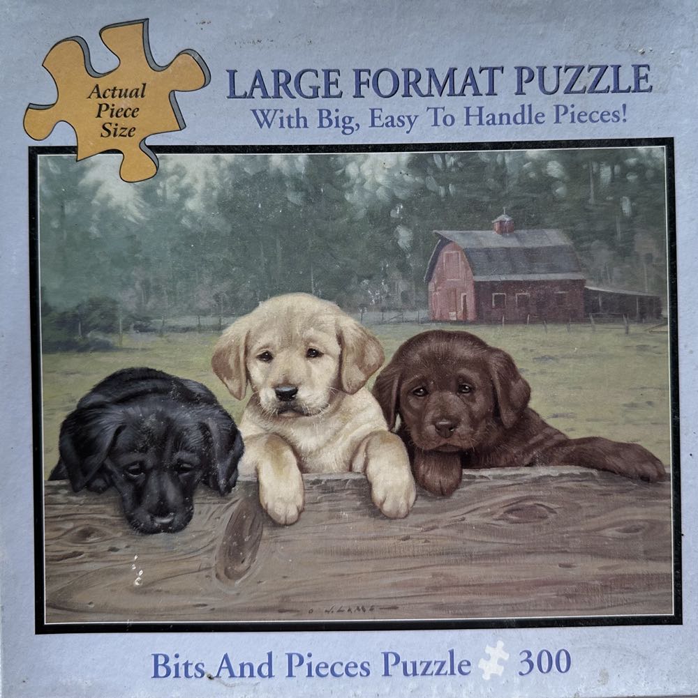 Surf Dogs Beach Treasure