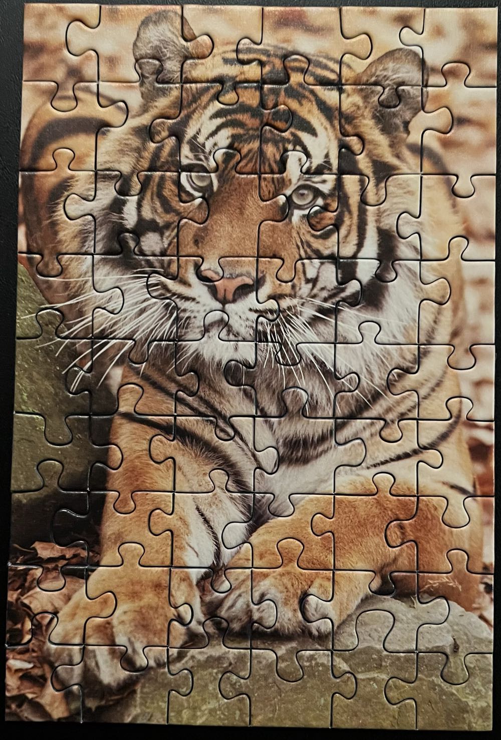 Tiger-SOLD - Ravensburger puzzle collectible [Barcode 4005556094301] - Main Image 2