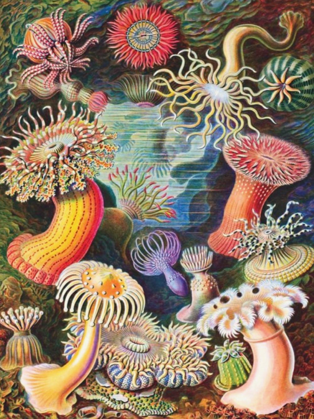 Sea Anemones - New York Puzzle Company puzzle collectible [Barcode 0819844015534] - Main Image 2