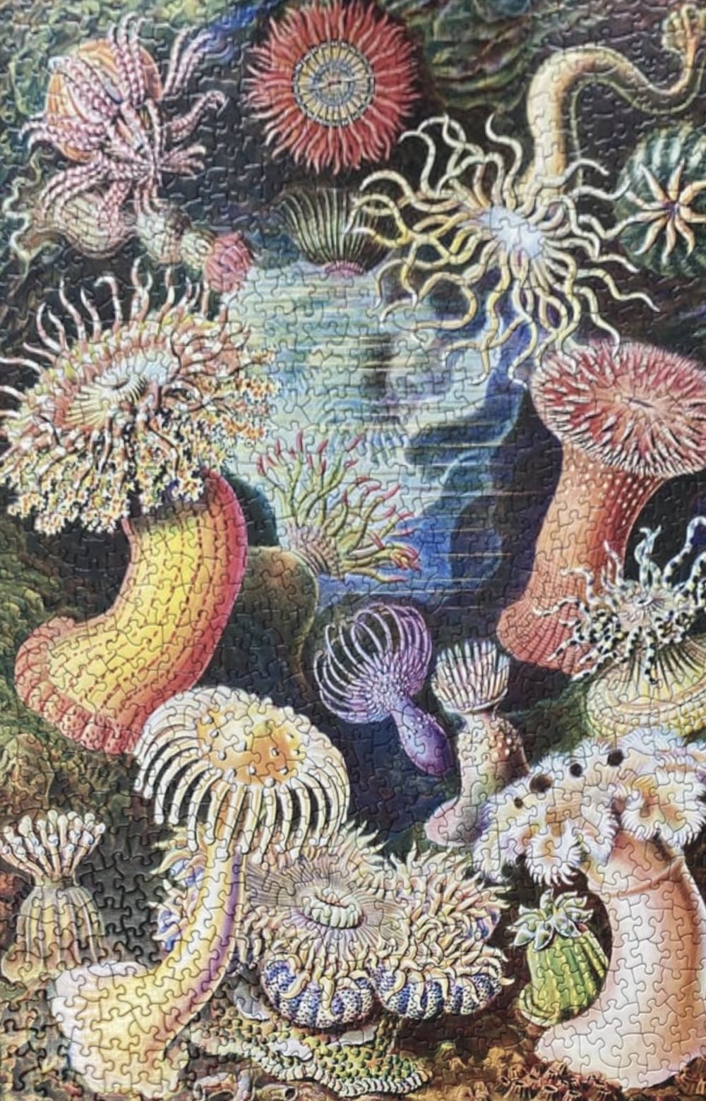 Sea Anemones - New York Puzzle Company puzzle collectible [Barcode 0819844015534] - Main Image 3