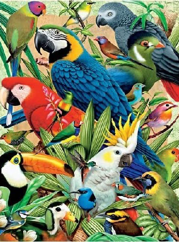 Avian World • - FX Schmid puzzle collectible [Barcode 099252788408] - Main Image 2